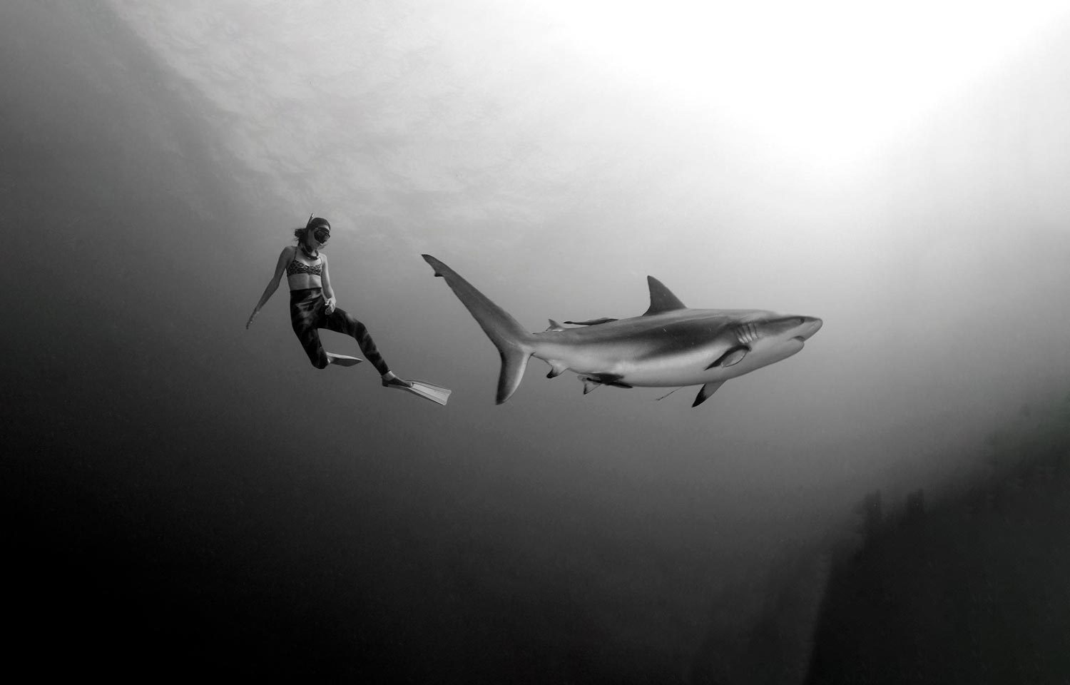shark-dive-roaran